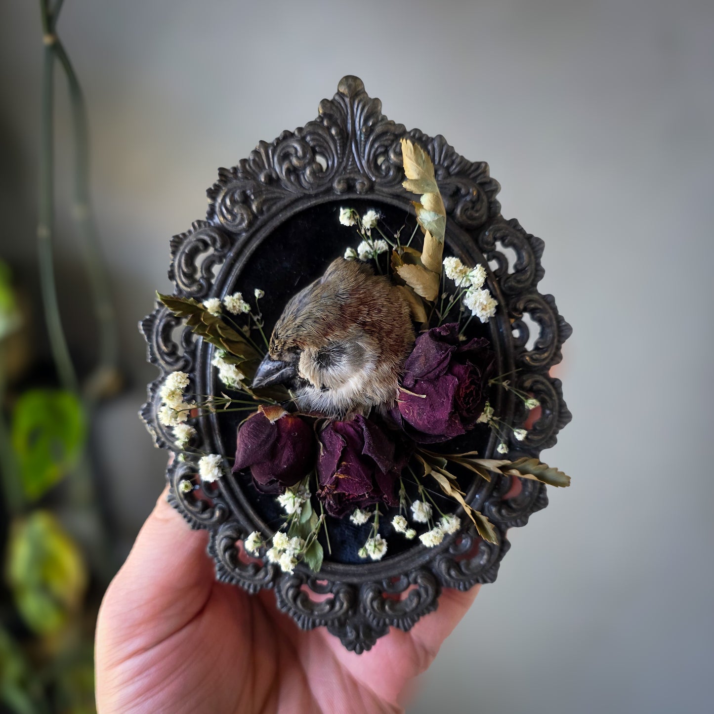1 Sparrow frame