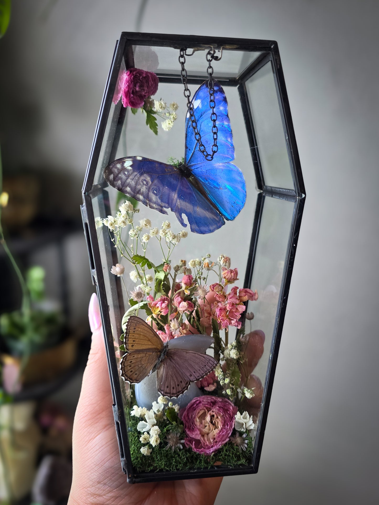 1 Morpho coffin