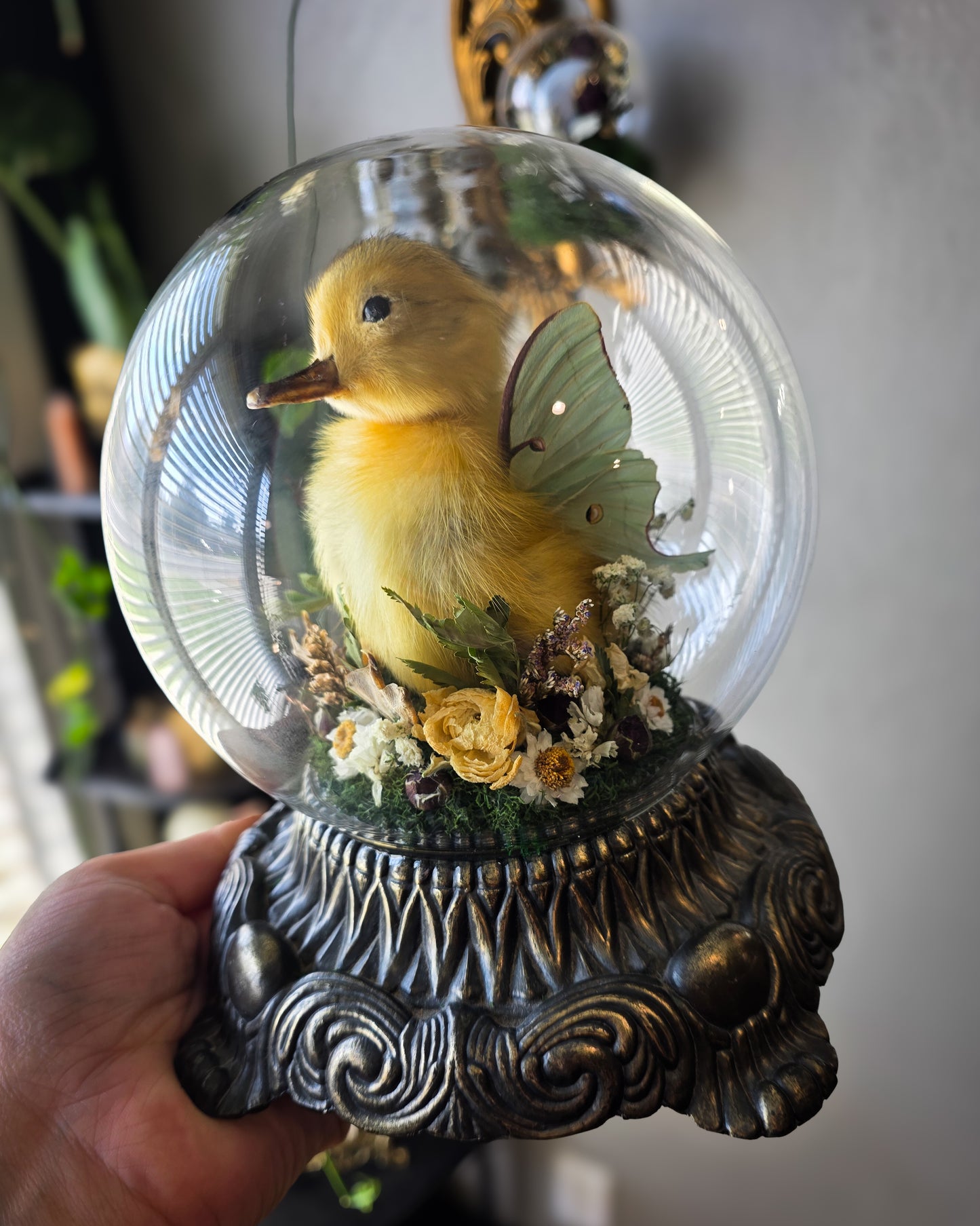 1 Fair duck