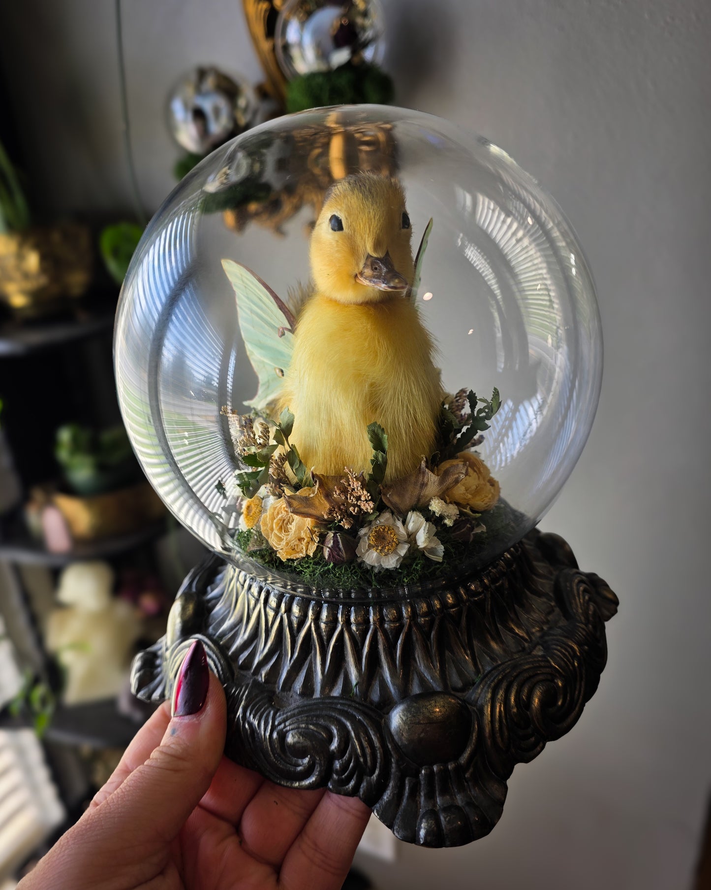 1 Fair duck