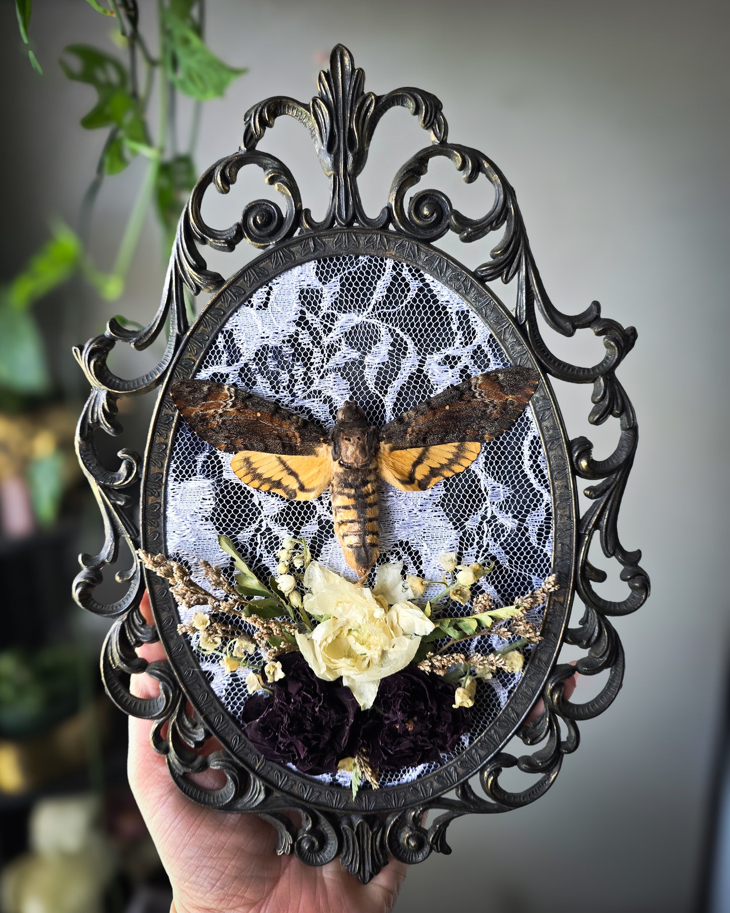 Lace deaths head