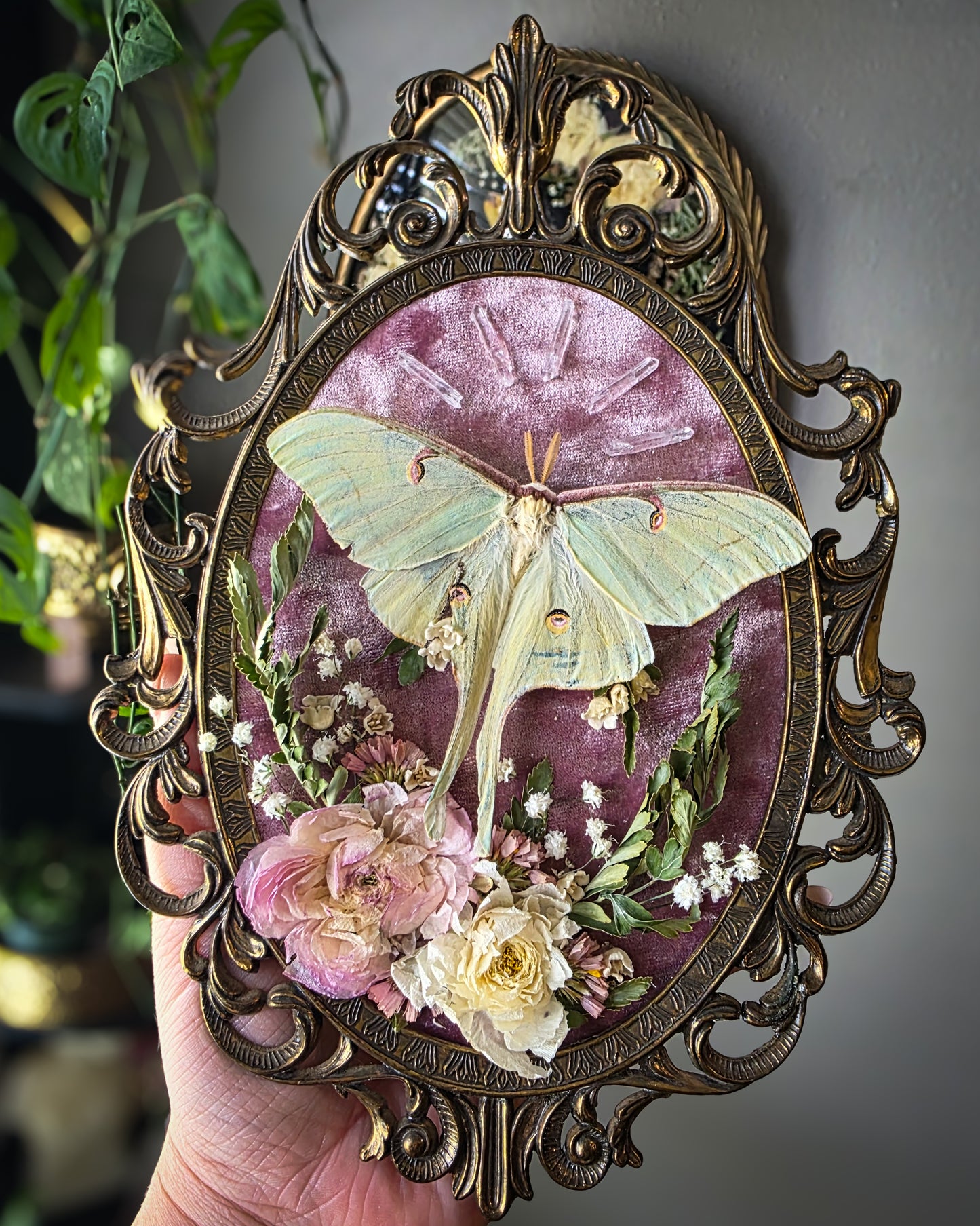 Pink Luna classic