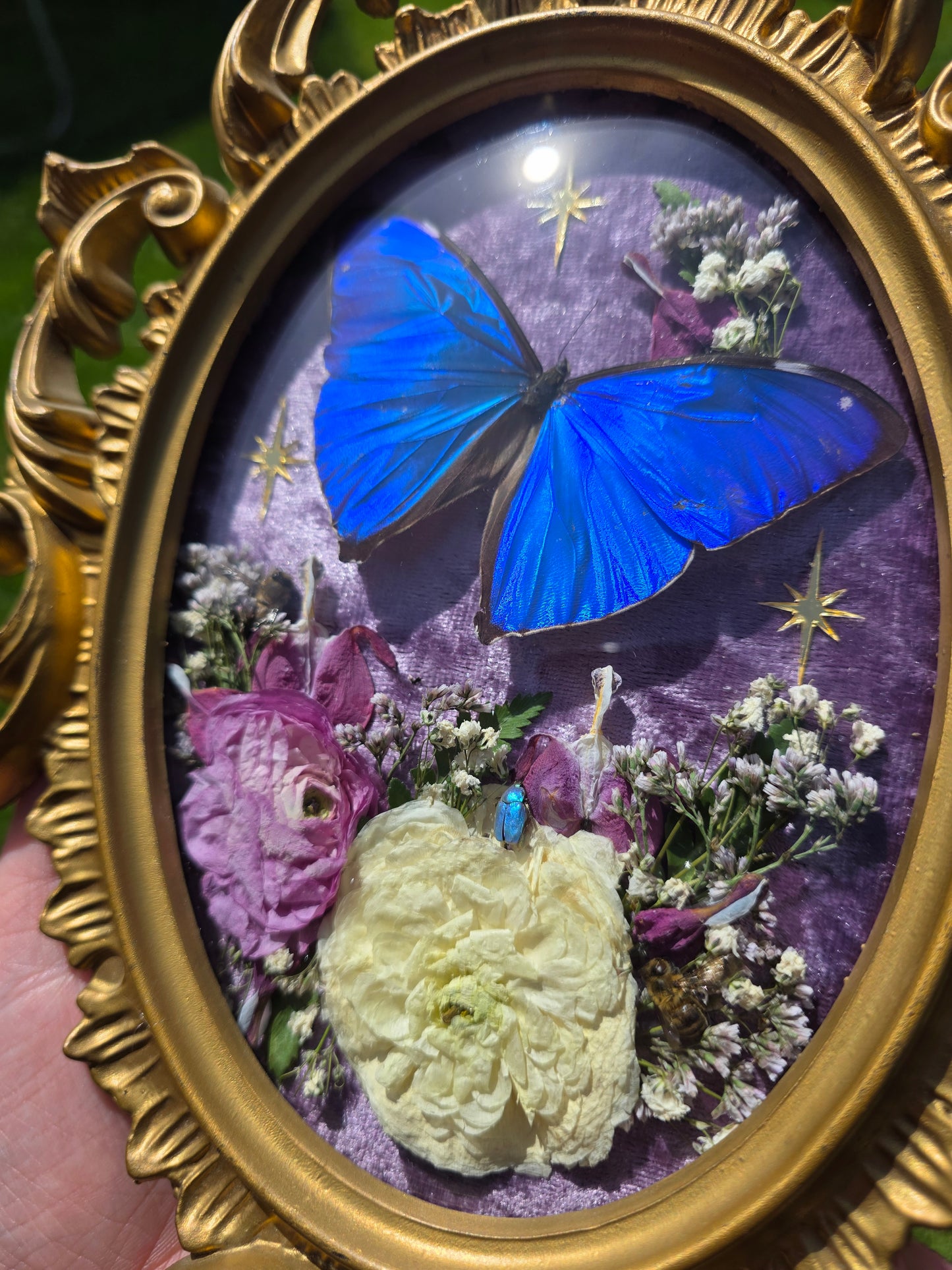 Bleeding heart morpho