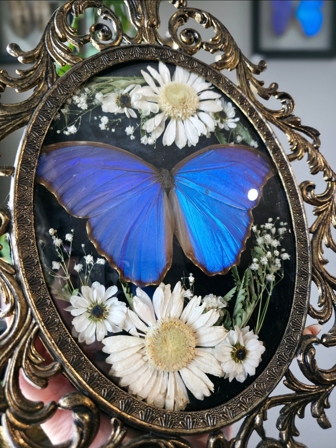 Morpho