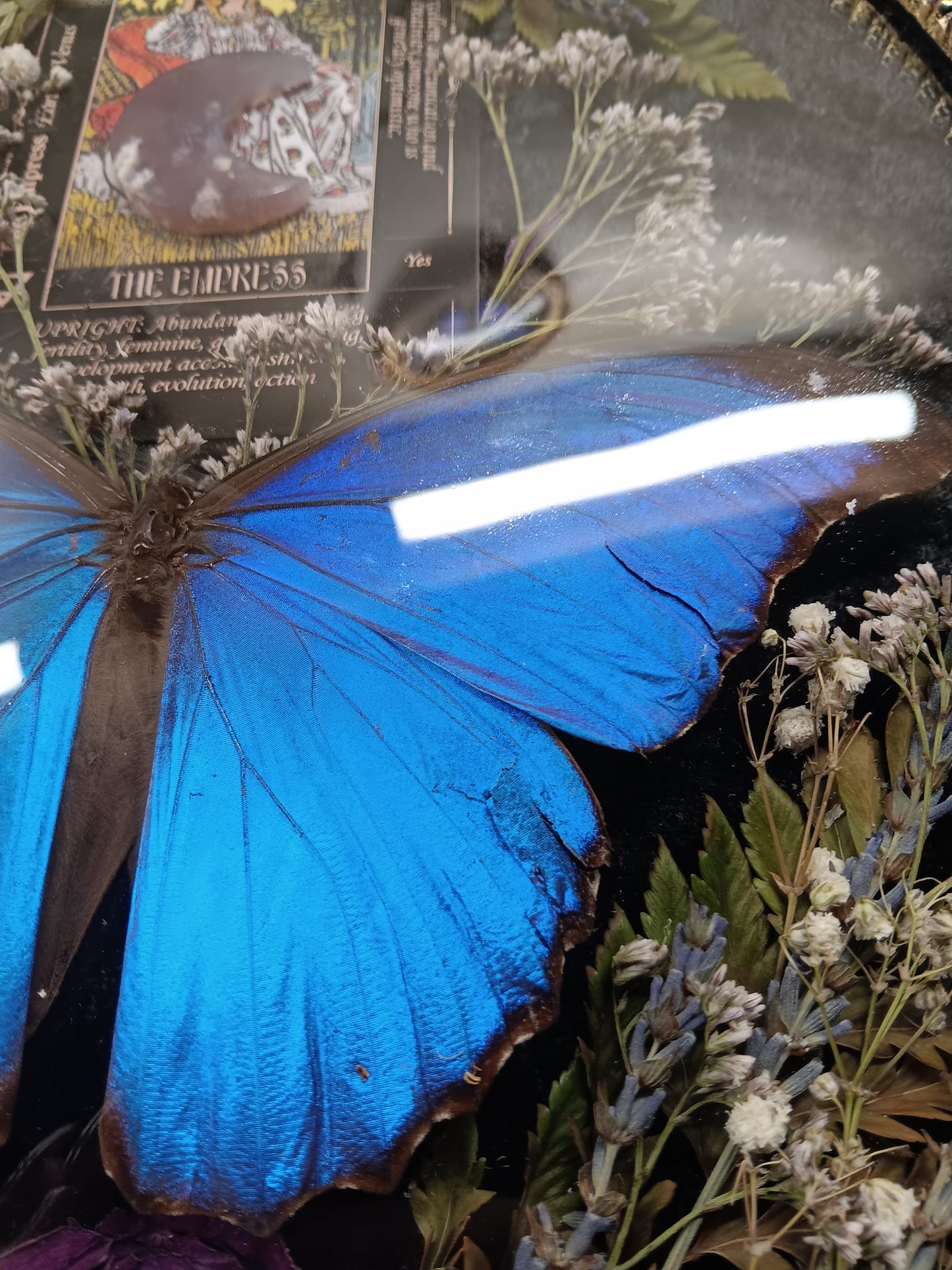 Morpho tarot bubble glass frame