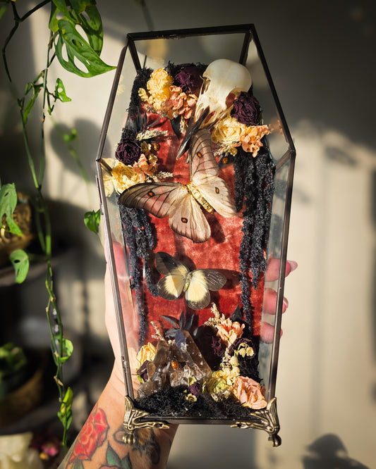 Ghostly silk moth magpie coffin