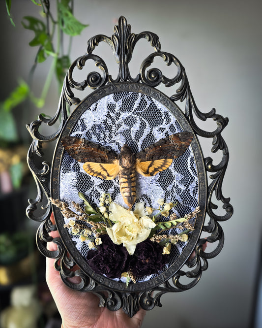 Lace deaths head