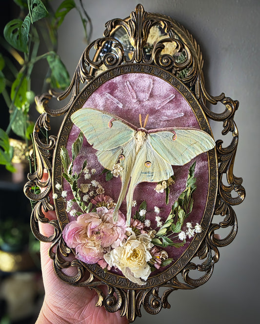 Pink Luna classic