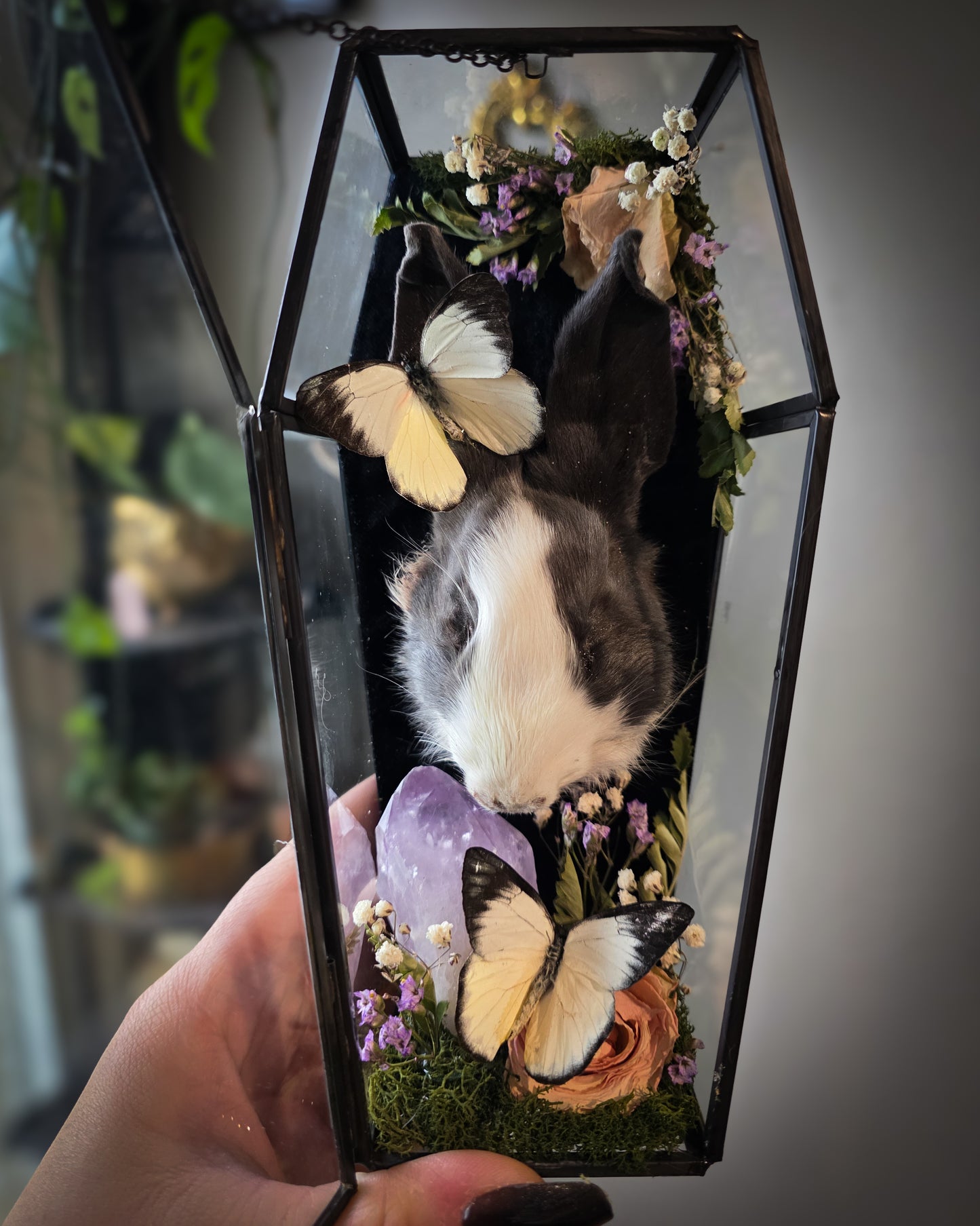 1 Bunny coffin