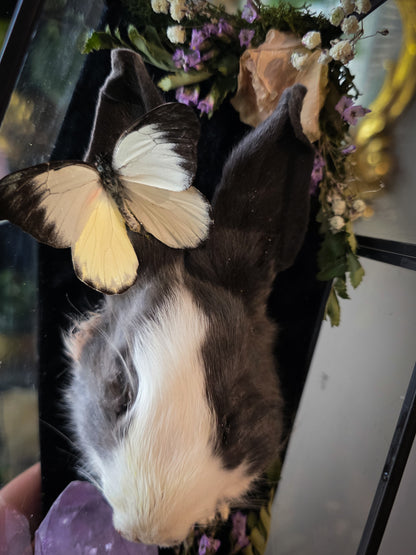 Bunny coffin