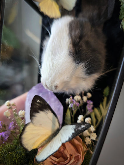 Bunny coffin