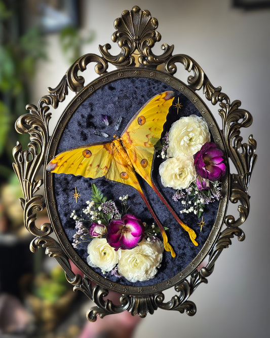 Amethyst point comet moth