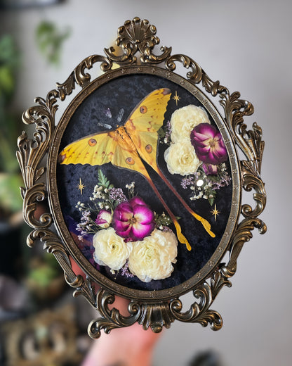 Amethyst point comet moth