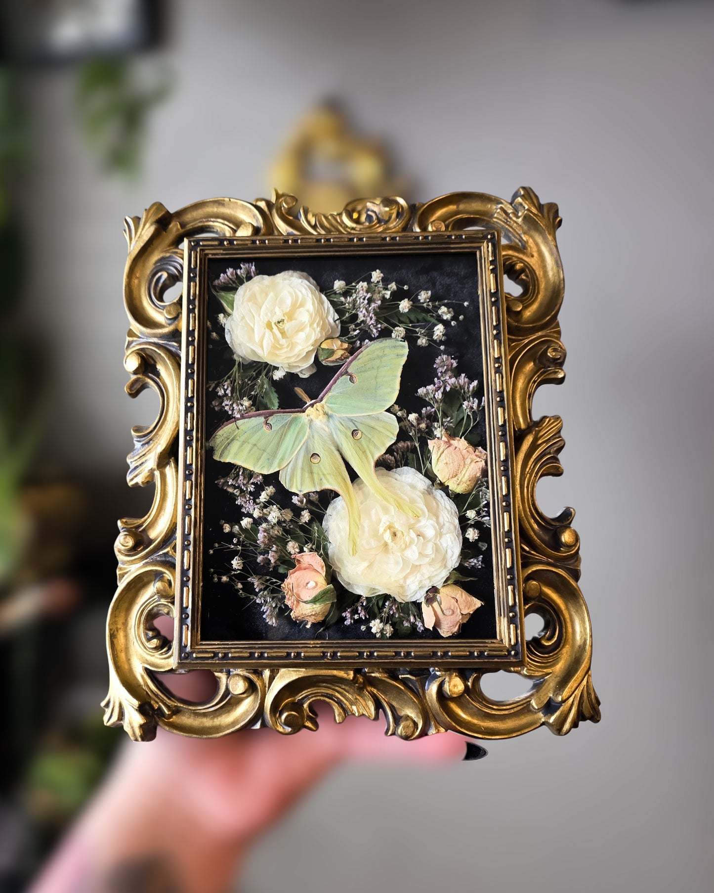 Luna shadow box