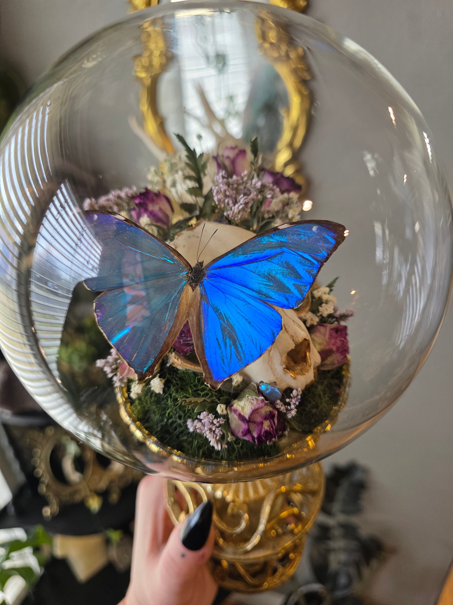 Morpho brass sconce