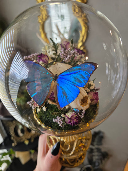 Morpho brass sconce