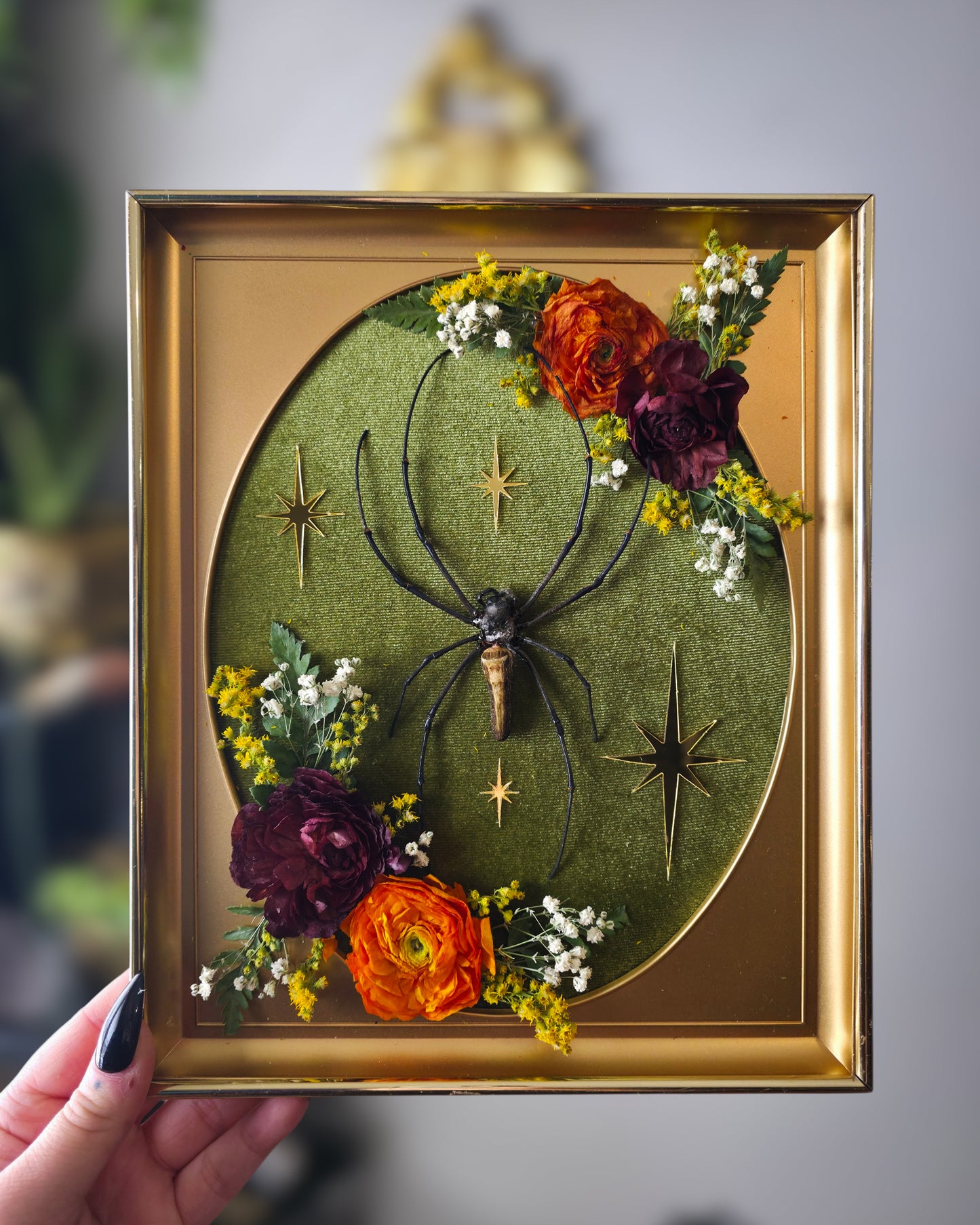Orb weaver mcm