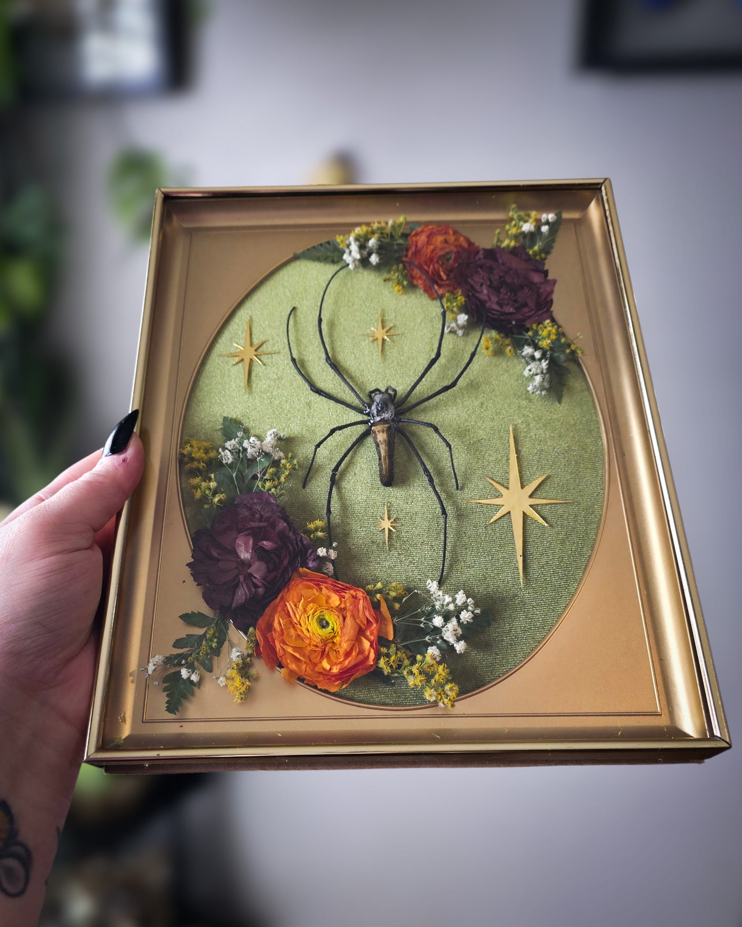 Orb weaver mcm