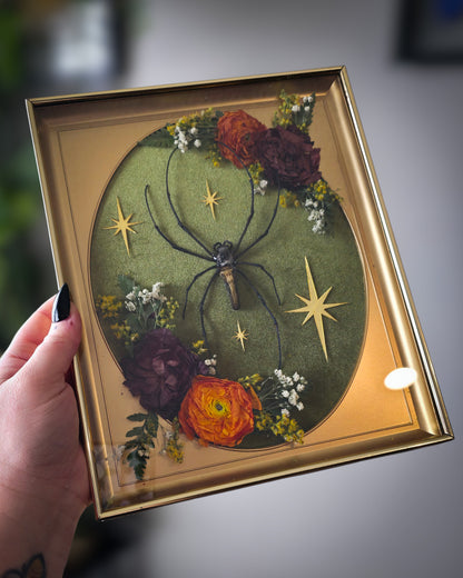 Orb weaver mcm