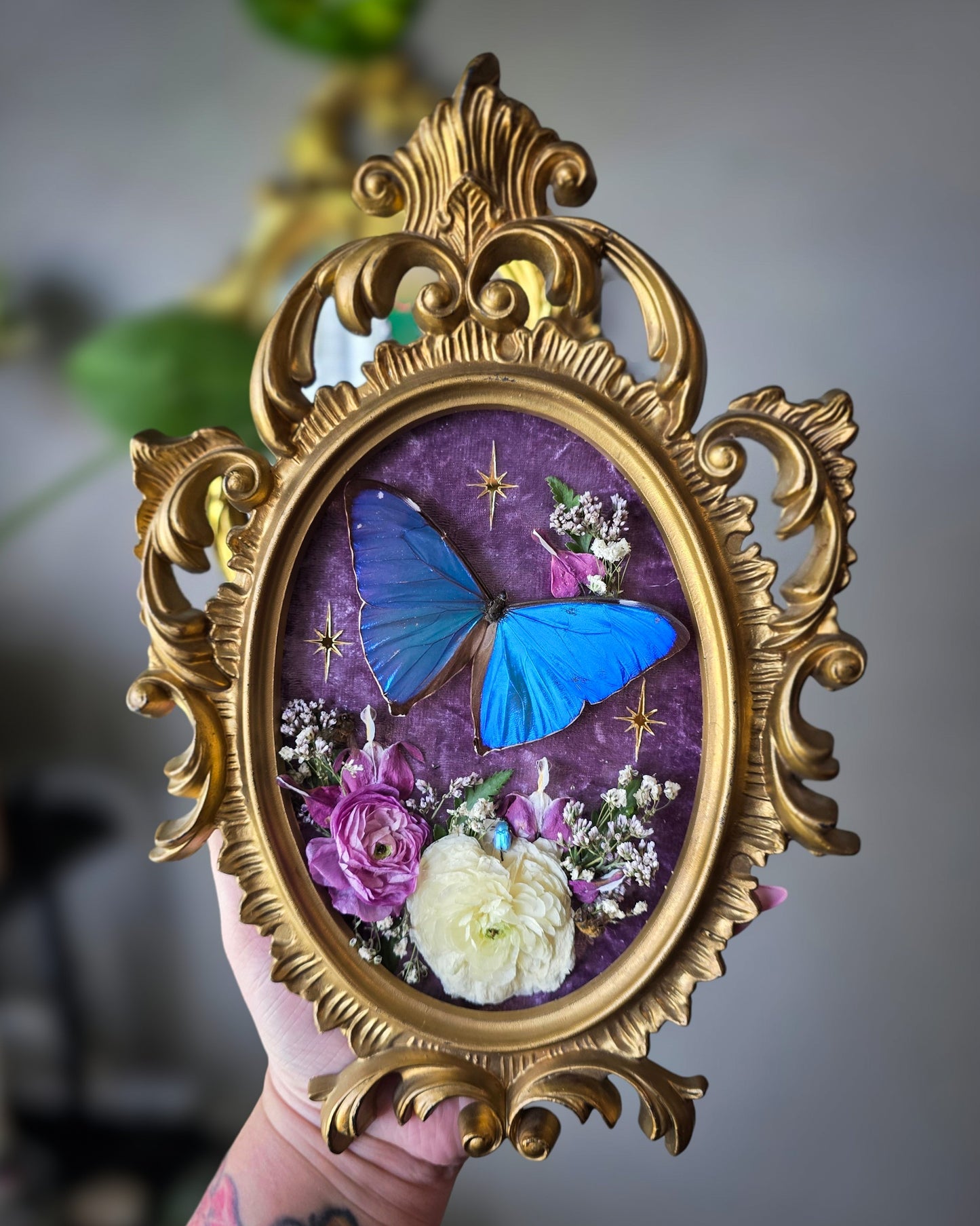 Bleeding heart morpho
