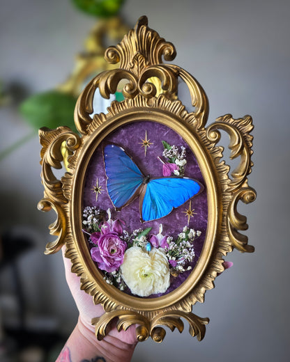 Bleeding heart morpho