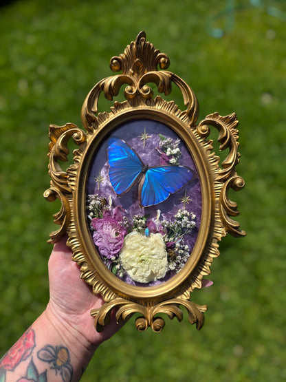 Bleeding heart morpho