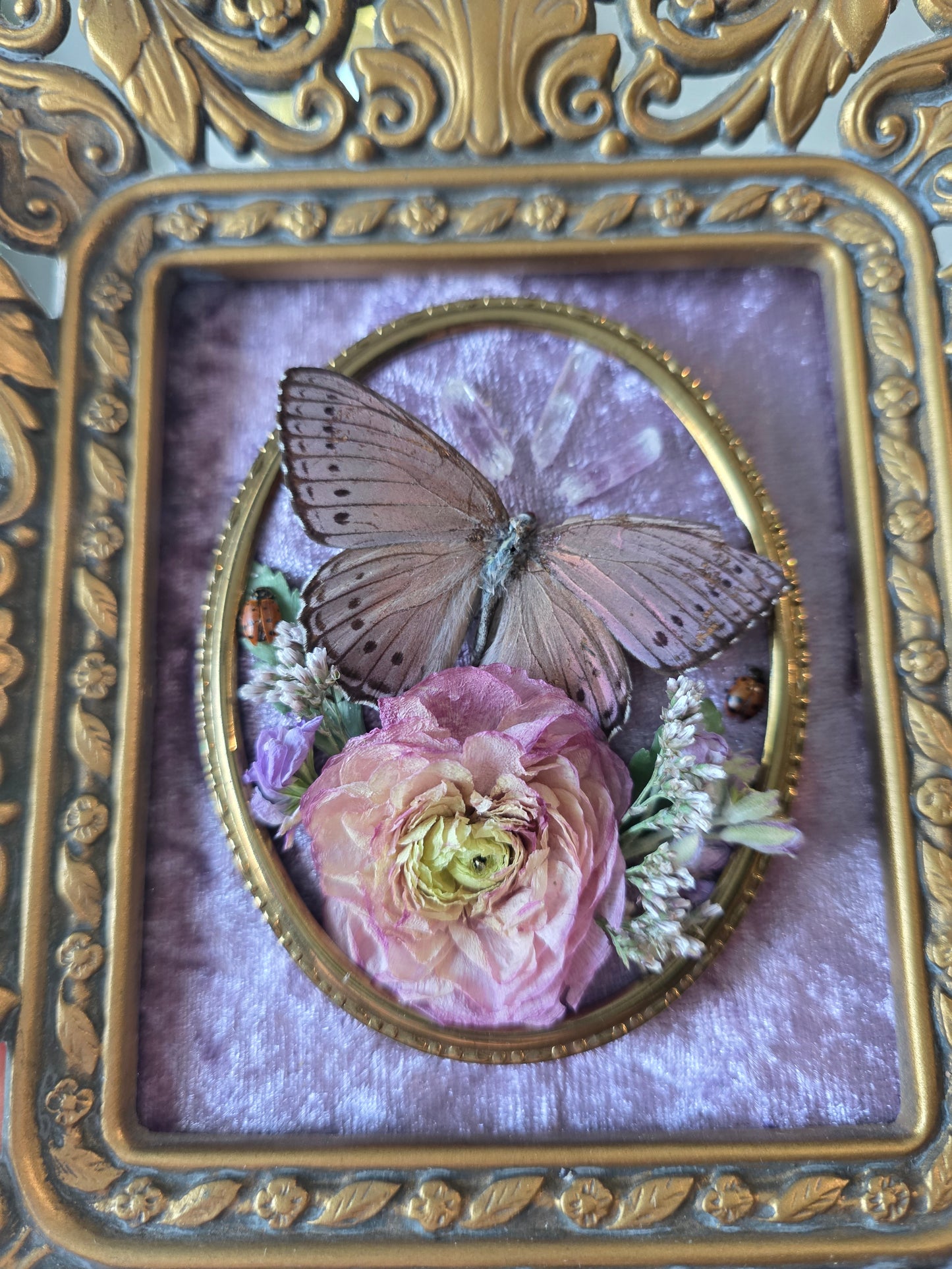 Cameo cutie