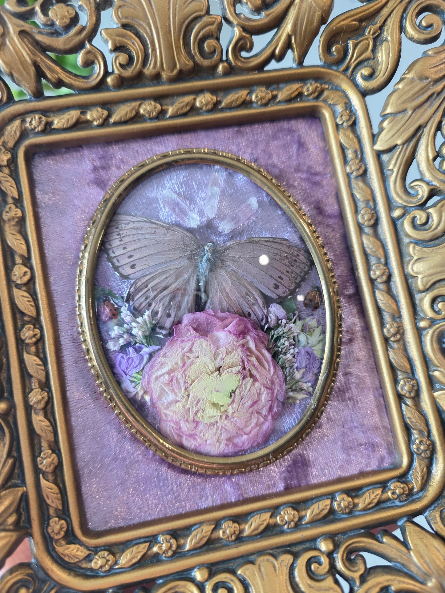Cameo cutie
