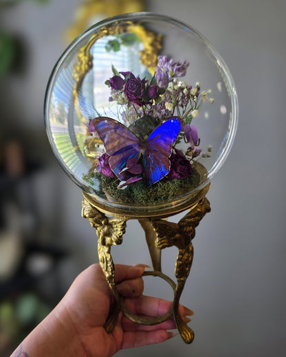 Cherub morpho