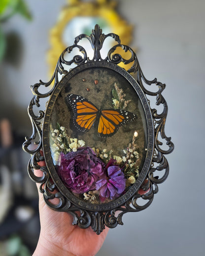 A cheeky lil monarch