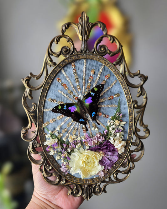 Blue aura swallowtail