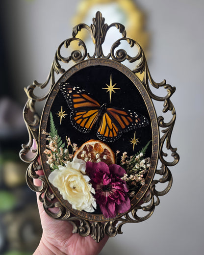 Bb monarch 🍊