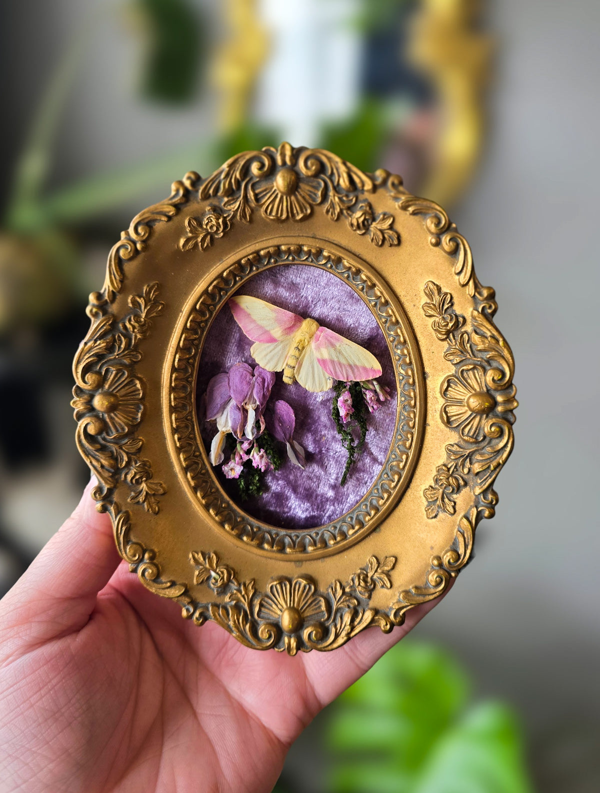 Rosy maple mini