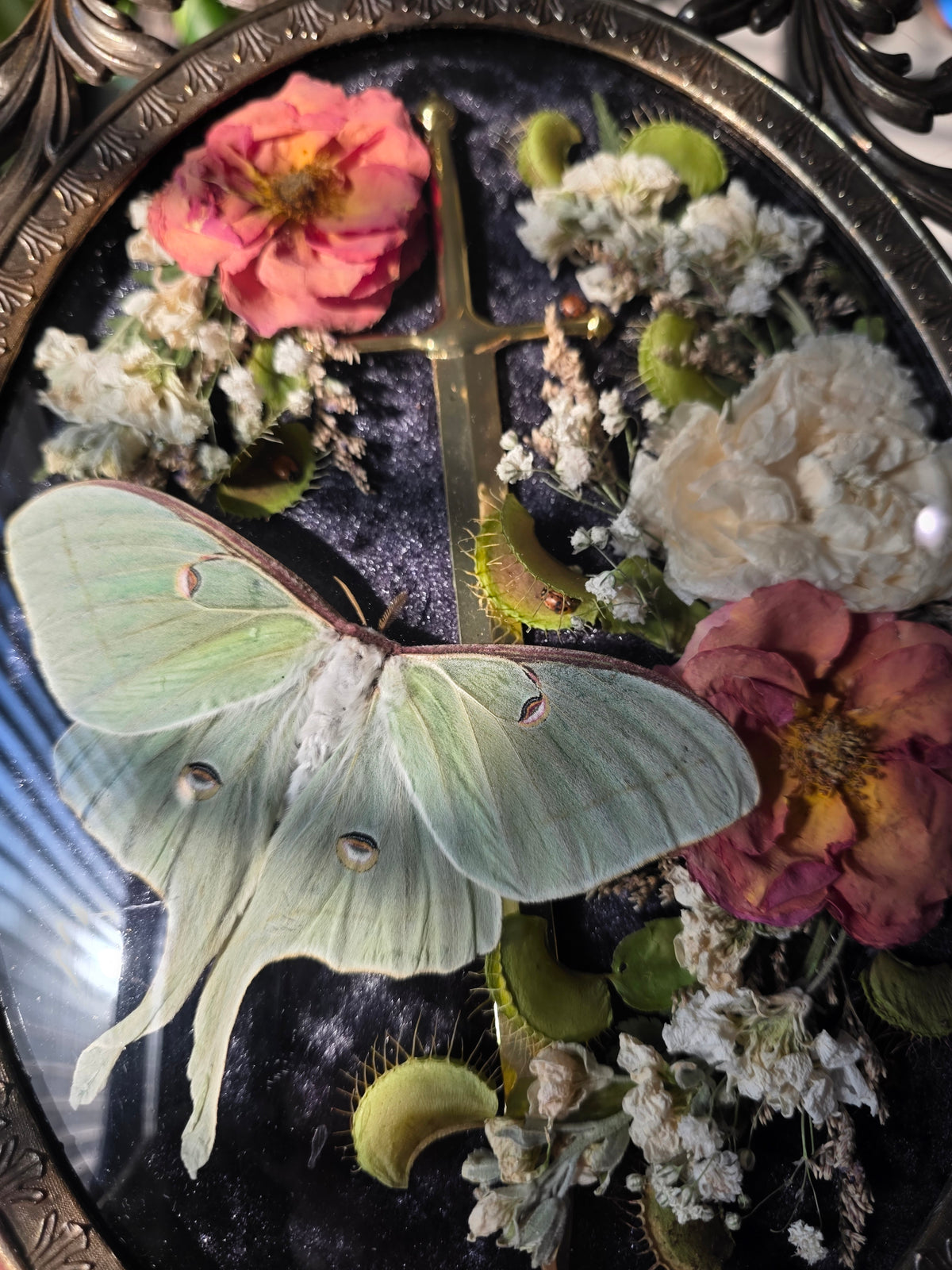 Venus luna