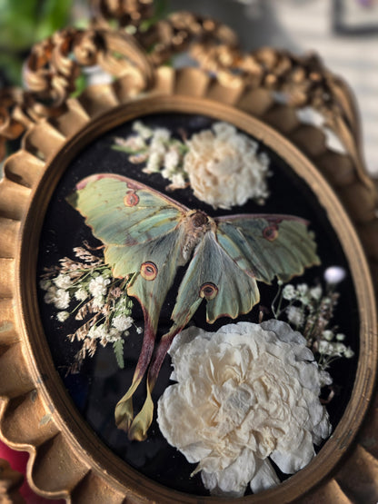 African moon moth