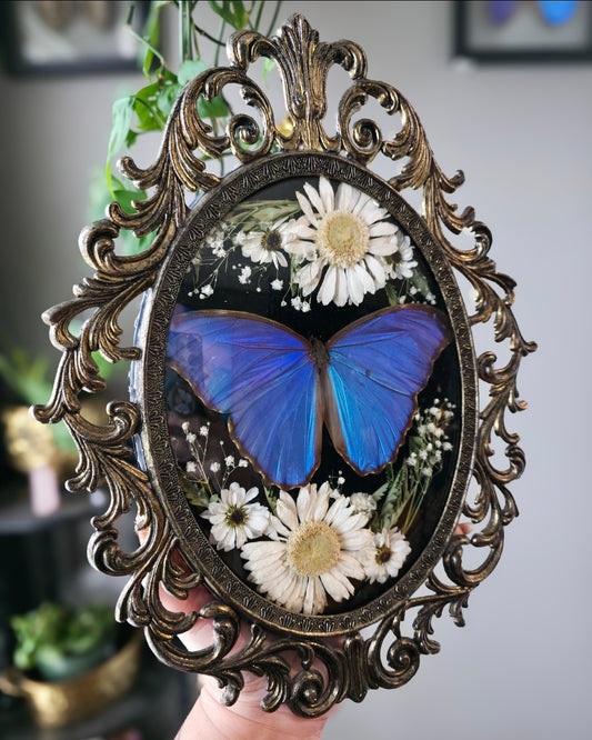Morpho