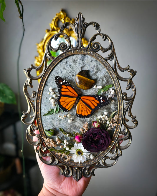 1 Tigers eye monarch