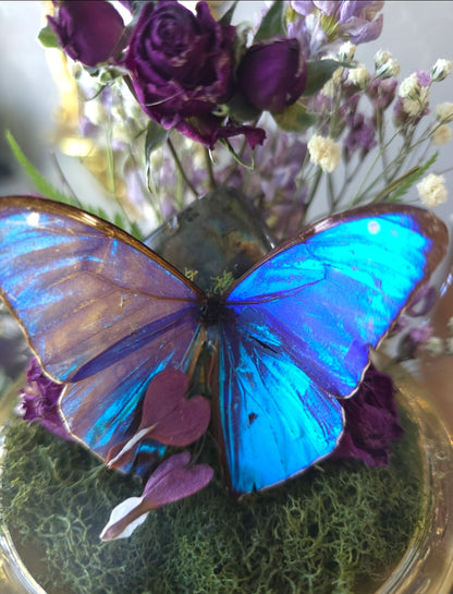 Cherub morpho