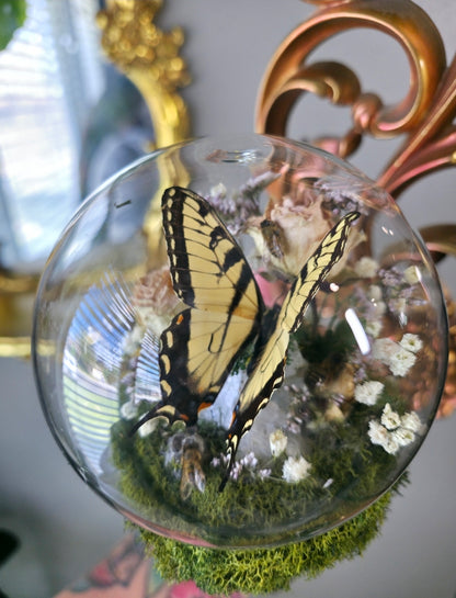 Swallowtail sconce