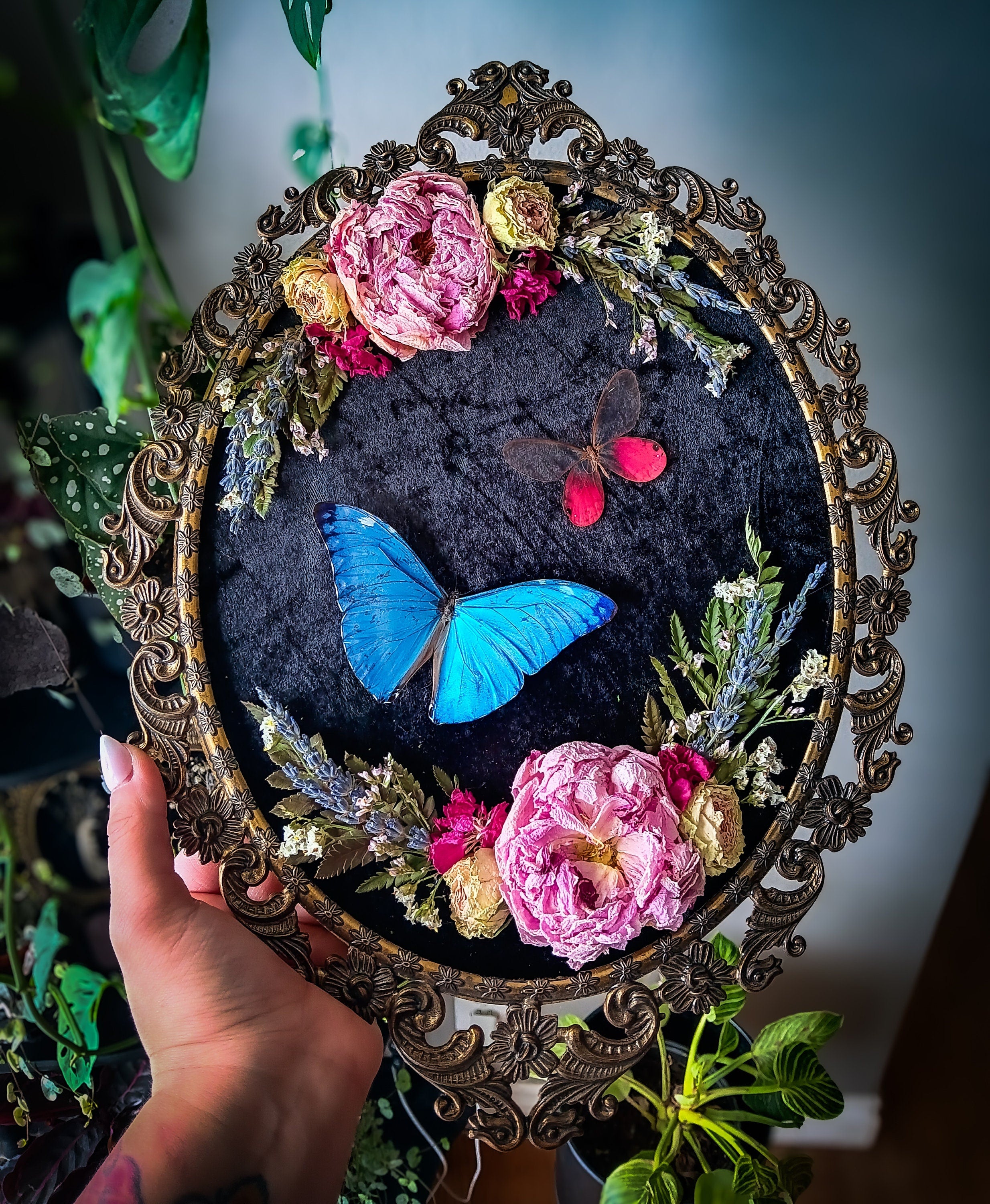 ornate vintage framed butterflies – Emilys Oddities